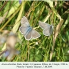 aricia teberdina tcheget male female 1